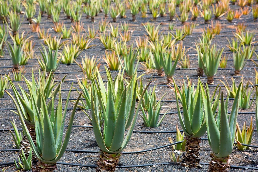 aloe vera