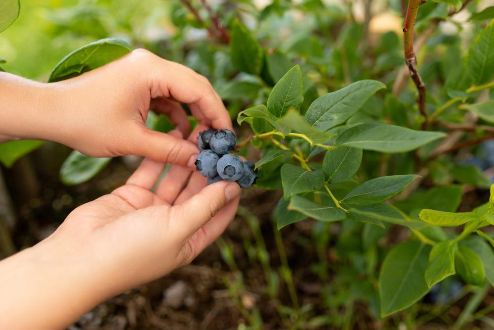 Estiu: plantes medicinals i silvestres
