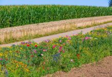 Contaminación de los productos ecológicos y medidas de precaución Contaminación de los productos ecológicos
