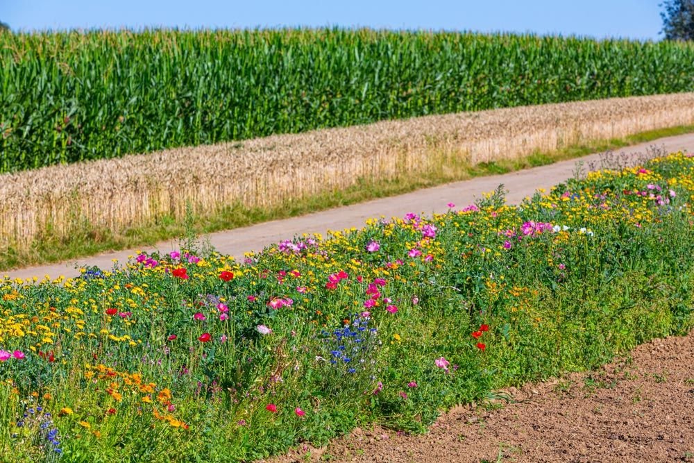 Contaminación de los productos ecológicos