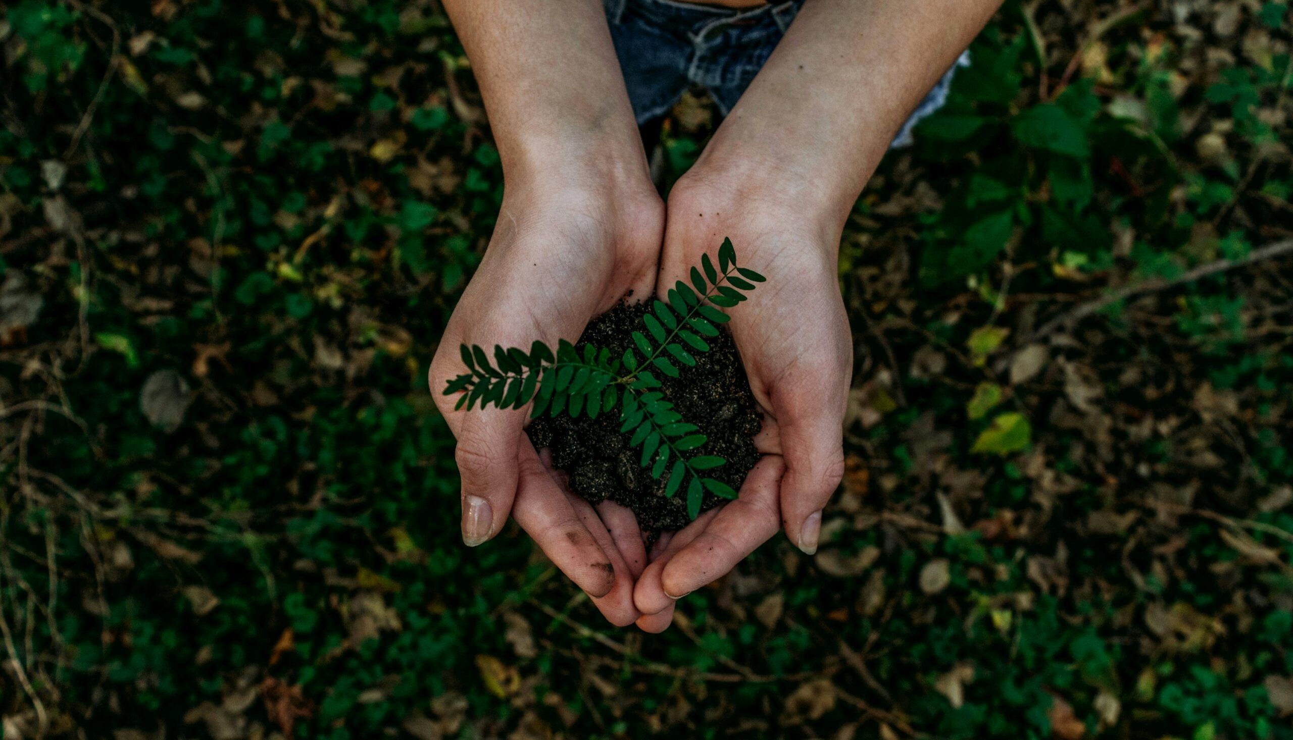 medio ambiente