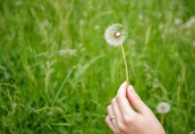 Estiu: plantes medicinals i silvestres al camp i al bosc Verano: plantas medicinales y silvestres