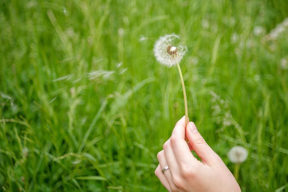Estiu: plantes medicinals i silvestres