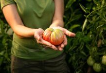 El sabor del verano: los tomates tomates