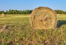 L’agricultura ecològica com a motor de l’economia circular economia circular