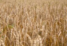 Organic grains have fewer mold toxins than conventional grains, study finds grain