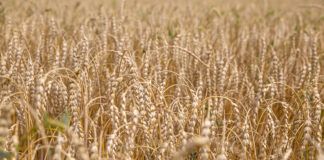 Organic grains have fewer mold toxins than conventional grains, study finds grain