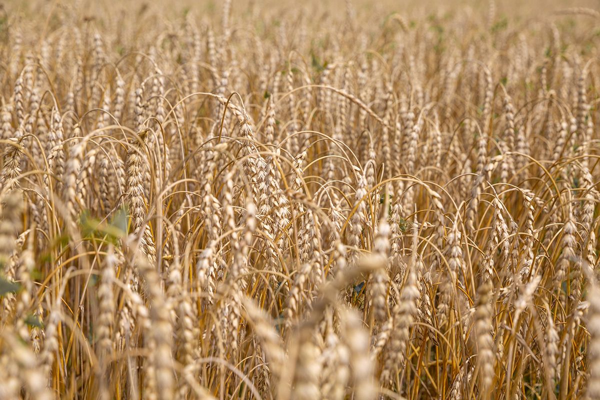 grain