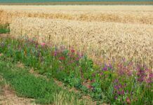 La biodiversitat en les explotacions agrícoles: instal·lar i mantenir les infraestructures ecològiques