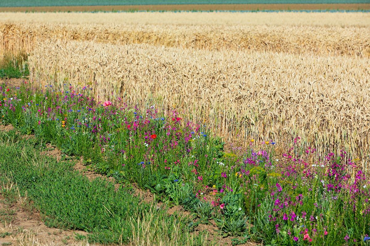 biodiversitat