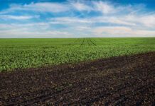 El control de plagues i males herbes en l’agricultura ecològica: foment de les alternatives a l’ús d’herbicides