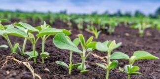 Can you invent soybeans? Patents threaten access to seeds soja