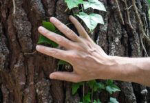 Nuevo Reglamento EUDR comercialización productos libres de deforestación: un futuro justo para personas y planeta deforestación