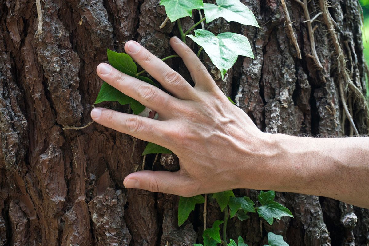 deforestació