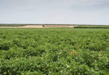 Bio Organica Italia: tradició i innovació gastronòmica bio organica italia