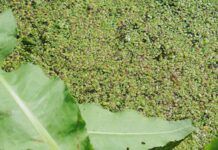 Duckweed: unknown but full of possibilities? New factsheet for interested parties duckweed