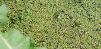 Duckweed: unknown but full of possibilities? New factsheet for interested parties duckweed