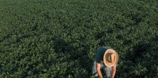 Strategic Dialogue – Organic is a leading choice for transitioning to sustainable agri-food systems
