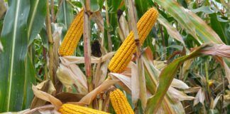 Can you invent maize? Patents threaten access to seeds maíz