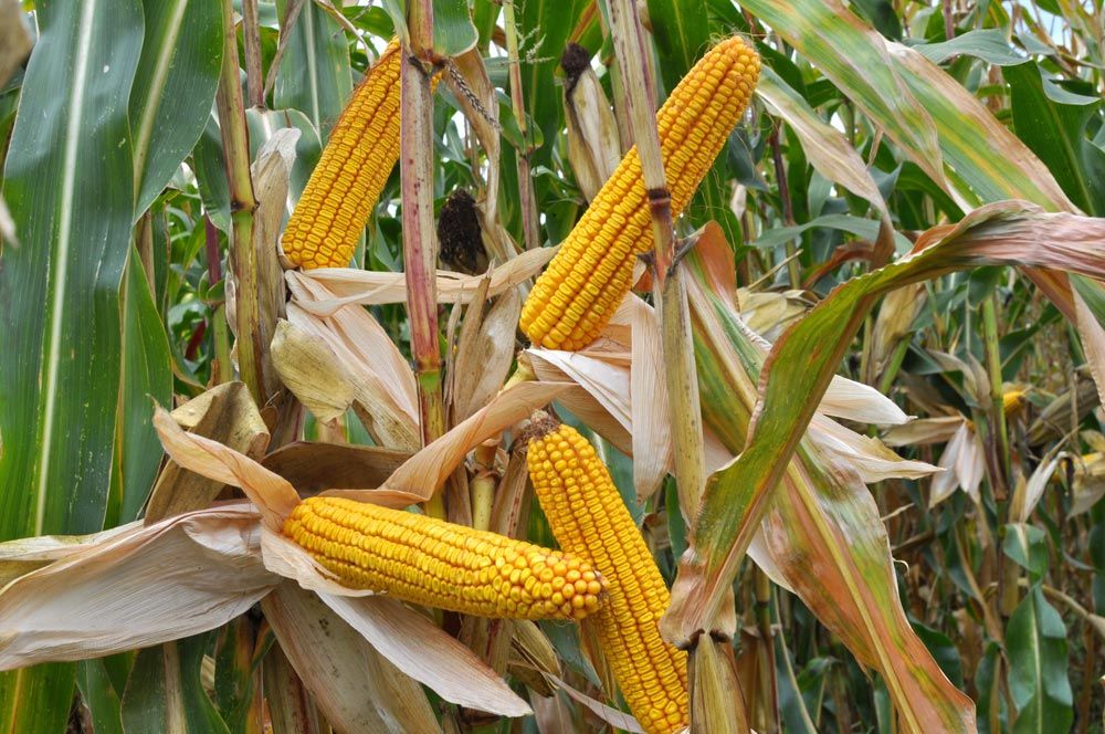 maíz