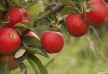 Al principio había una manzana manzana