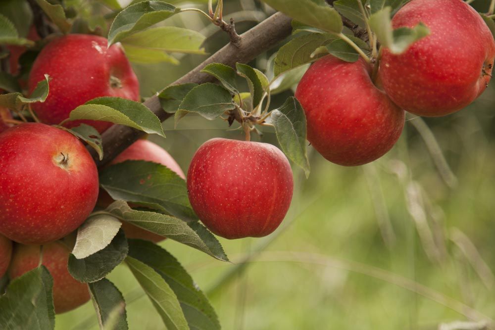 manzana