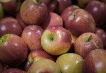 It’s Bio: growing opportunities for organic apples in Europe organic apples