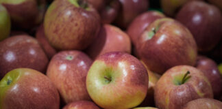 It’s Bio: growing opportunities for organic apples in Europe organic apples