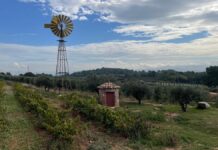 Com es certifica el vi ecològic a Catalunya?