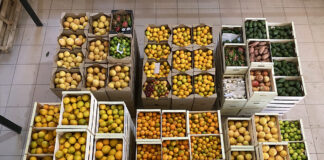 GreenLand Organic: a bridge between organic farmers and conscious consumers