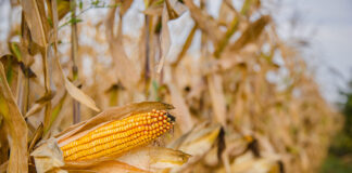 Opposition against patent on maize rejected: far-reaching monopoly claims on conventional breeding upheld patent on maize