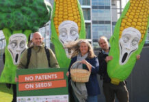 20 nuevas patentes europeas de semillas obtenidas por métodos convencionales patents