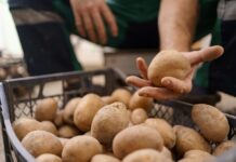 Tria patates ecològiques, tria més energia i minerals patatas ecológicas