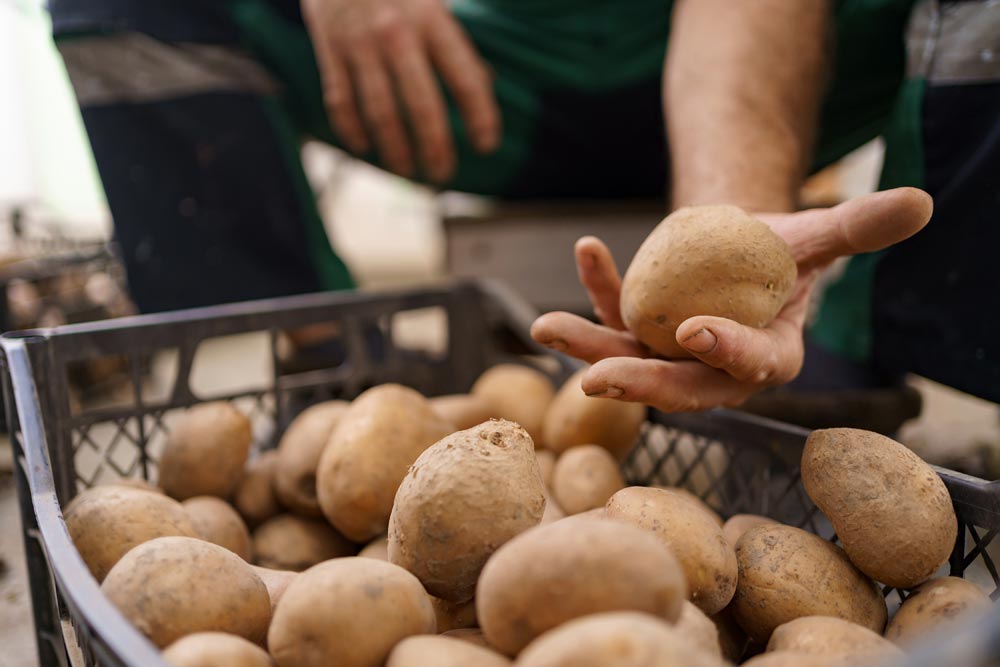 patatas ecológicas