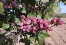 Eco Pistachos Flor: cultivant festucs biointegrals amb passió Eco Pistachos Flor
