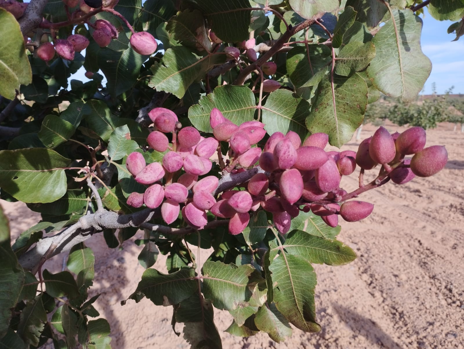 Eco Pistachos Flor