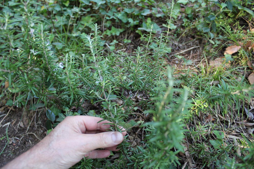 Tardor plantes medicinals