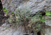 Tardor: plantes medicinals i silvestres al camp i al bosc plantas medicinales
