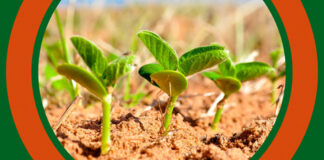 The use of biodiversity as a means of adaptation to climate change is a Monsanto invention
