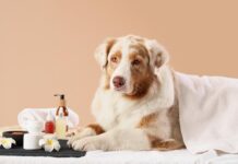 Los aceites esenciales en la convivencia con nuestros animales de compañía: una sinergia natural aceites esenciales animales