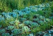 Detox saludable: la fuerza de las verduras ecológicas de temporada detox saludable