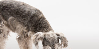 Premium Petfood Brands b.v. expands portfolio with takeover of organic pet food brand Yarrah yarrah