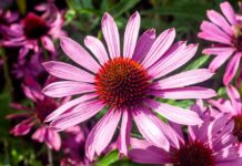 Echinacea purpurea: el poder de la natura pel teu sistema immunitari echinacea purpurea