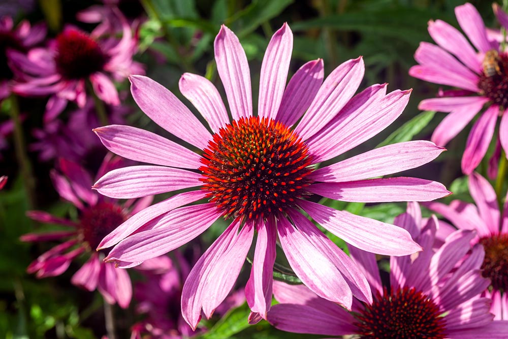 echinacea purpurea