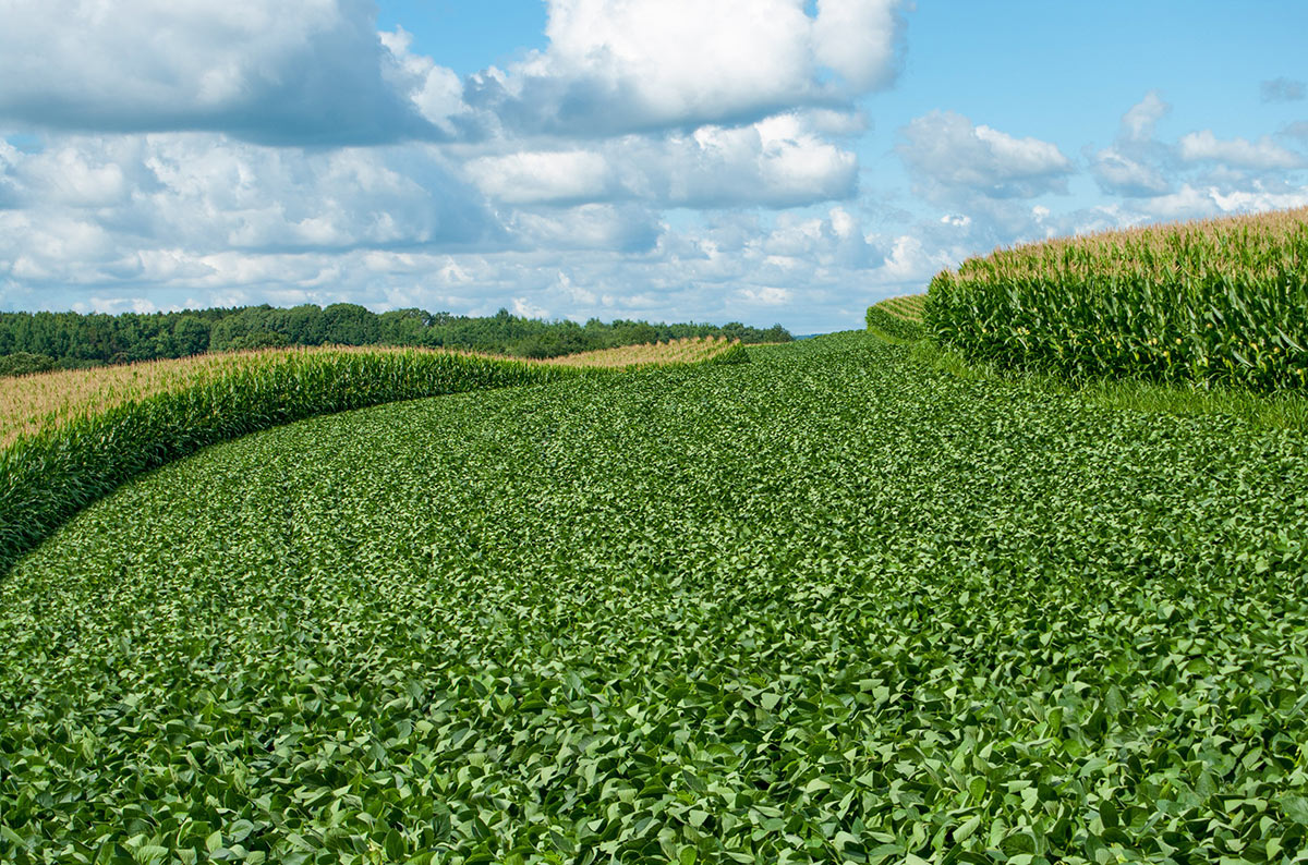 leading role organic farming