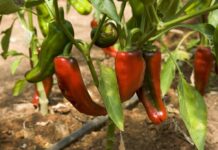 Las nuevas patentes concedidas a plantas de cultivo tradicional amenazan la soberanía alimentaria en Europa nuevas patentes