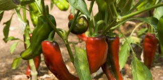 New patents granted on traditionally bred plants threaten food sovereignty in Europe nuevas patentes