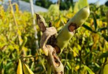Breeding for integrated pest management – advancing resilience through innovative varieties pest management