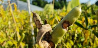 Breeding for integrated pest management – advancing resilience through innovative varieties pest management