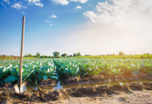 Una desilusionante COP29 deja de nuevo de lado la producción ecológica Producción ecológica